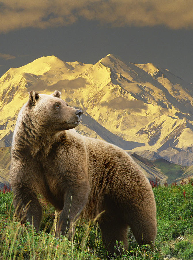Wildlife Photograph - Composite Grizzly Stands On Tundra With by Michael Jones