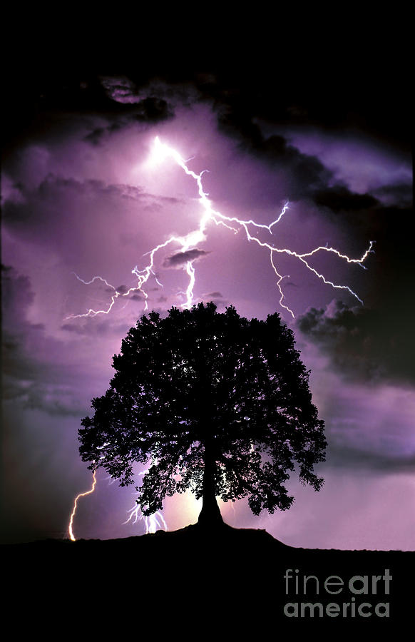Composite Of Lightning Hitting A Tree Photograph by Mike Agliolo