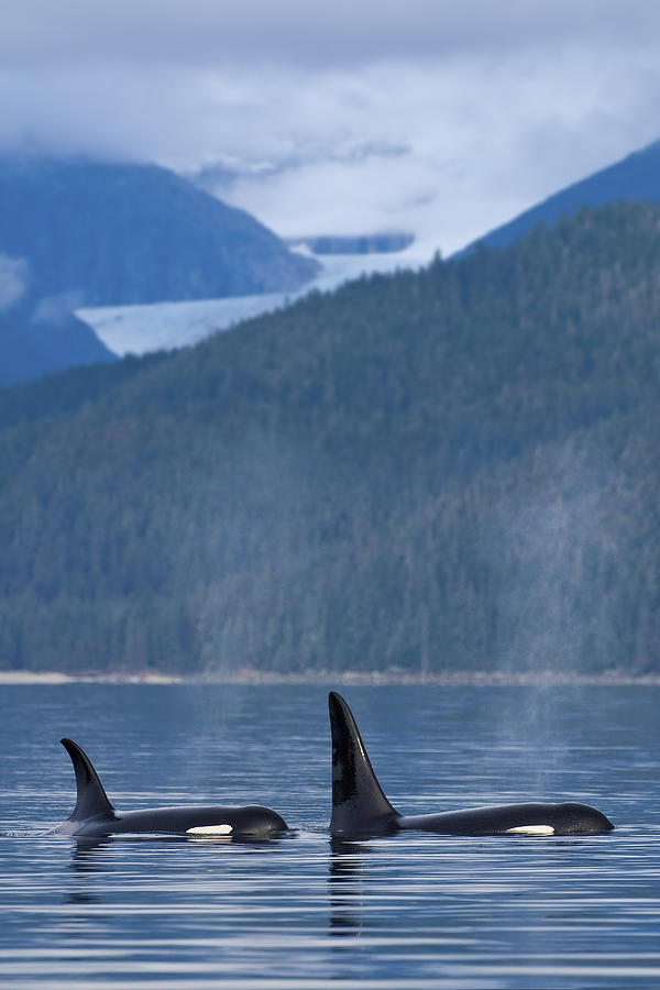 Composite Orca Whales Surface In Photograph by John Hyde