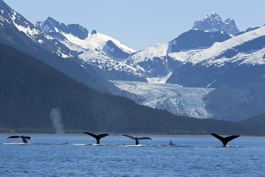 Composite Pod Of Humpback Whales Photograph by John Hyde - Pixels