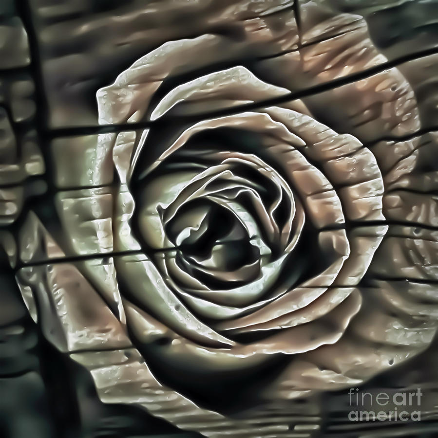 Rough Wood Rose 3 Photograph by Walt Foegelle
