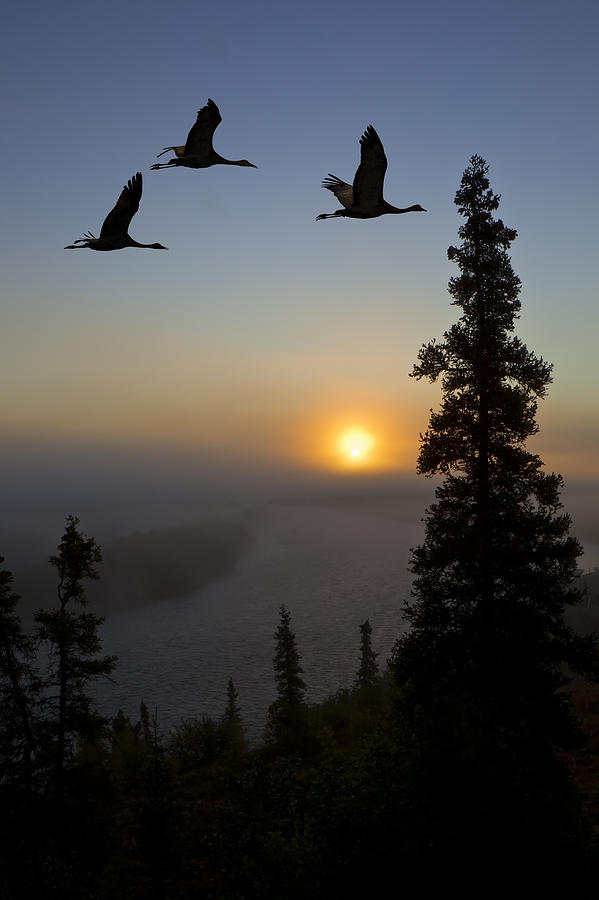Composite Sandhill Cranes Take Flight Photograph by John Hyde