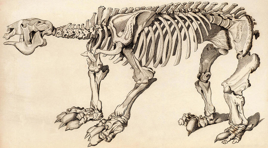 Composite Skeleton Of A Megatherium Photograph by Universal History Archive/uig