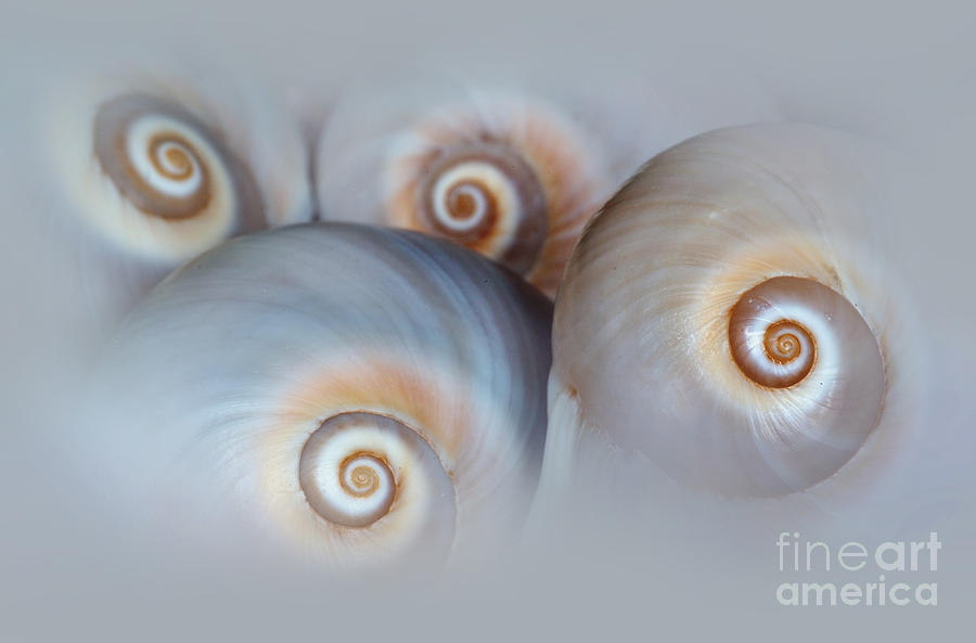 Composition of four shells Photograph by Jaroslaw Blaminsky