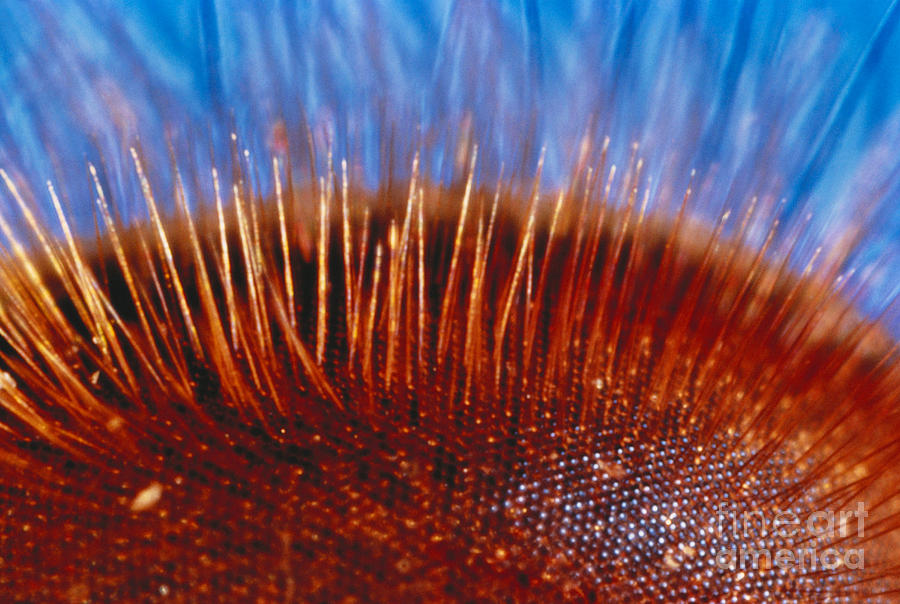 Wildlife Photograph - Compound Eye Of A Bee by Kjell B Sandved