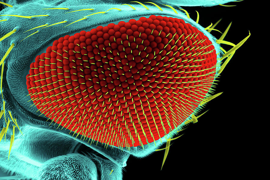 Nature Photograph - Compound Eye Of A Fruit Fly by Heiti Paves/science Photo Library