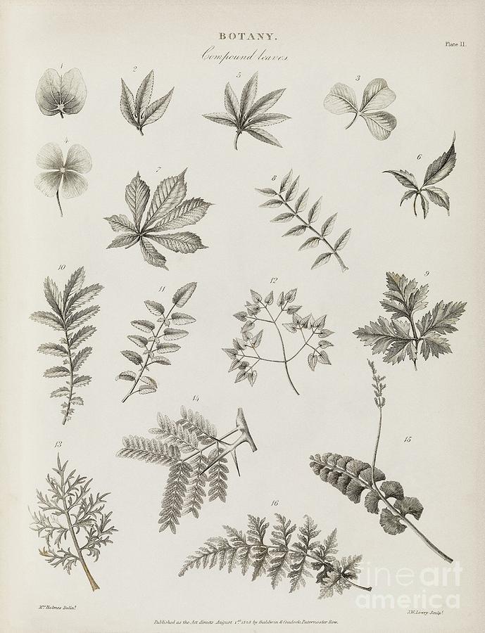 Compound Leaves, 19th Century Photograph by Middle Temple Library