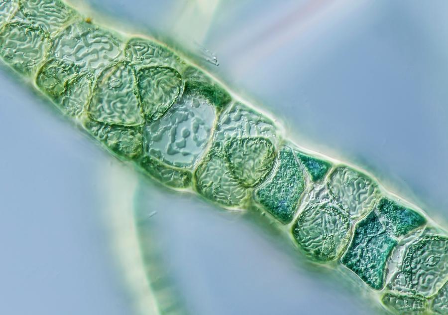 Compsopogon Alga Filament Photograph by Gerd Guenther
