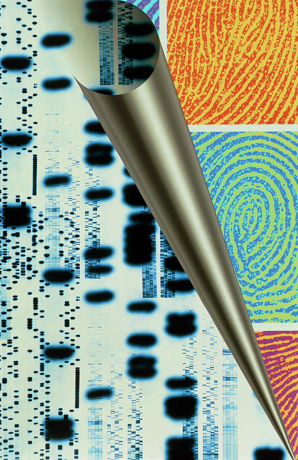 Computer Art Of Dna Sequences & Real Fingerprints Photograph by Alfred Pasieka/science Photo Library