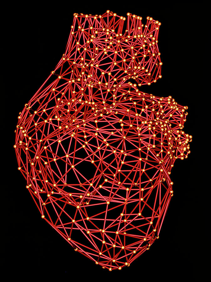 Computer Artwork Of A Wire-frame Model Of A Heart Photograph by Alfred Pasieka/science Photo Library