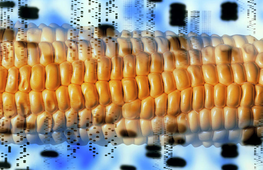 Computer Artwork Of Gm Maize And Dna Autoradiogram Photograph by Alfred Pasieka/science Photo Library