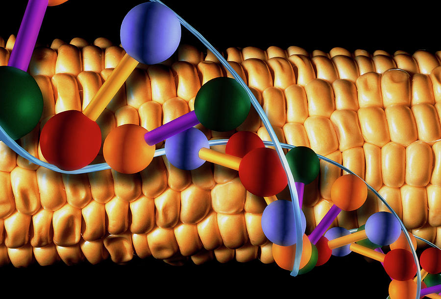 Computer Artwork Of Gm Maize With A Strand Of Dna Photograph by Alfred Pasieka/science Photo Library