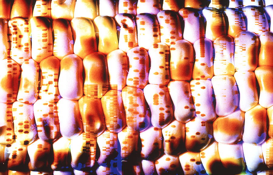 Computer Artwork Of Gm Maize With An Autoradiogram Photograph by Alfred Pasieka/science Photo Library