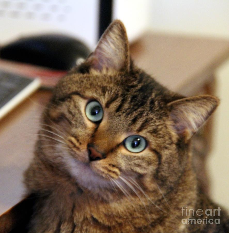 Computer Cat Photograph by Yumi Johnson