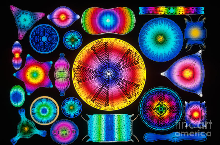 Computer Enhanced Diatoms Photograph by Scott Camazine