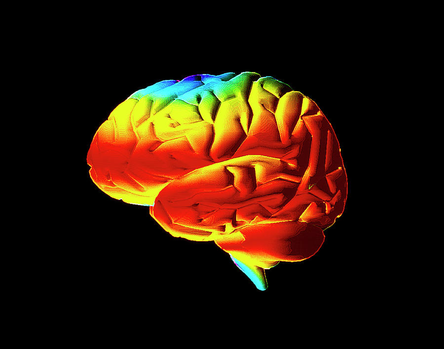 Computer Graphic Image Of A Normal Brain Photograph By Alfred Pasieka Science Photo Library