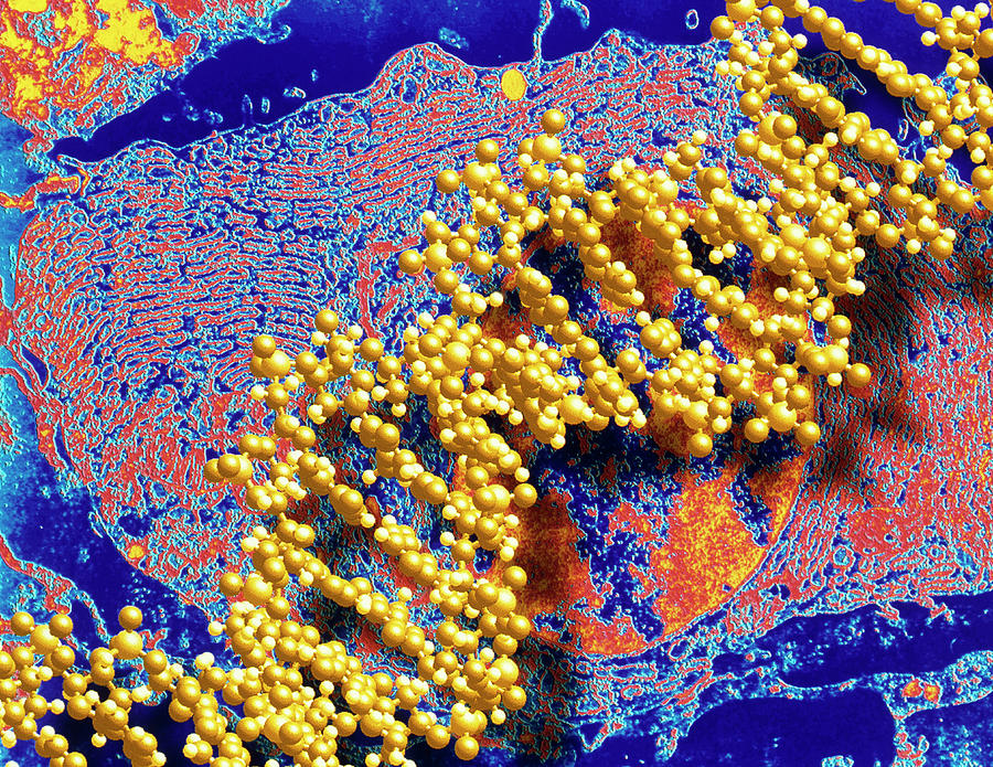 Computer Graphic Of A Human Dna Molecule Photograph by Alfred Pasieka/science Photo Library