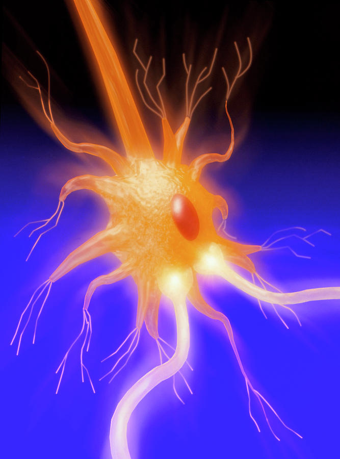 Computer Graphic Of A Motor Neuron Nerve Cell Photograph by Alfred Pasieka/science Photo Library