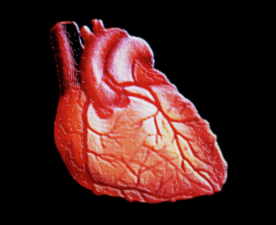 Computer Graphic Photograph - Computer Graphics Artwork Of Human Heart by Alfred Pasieka/science Photo Library