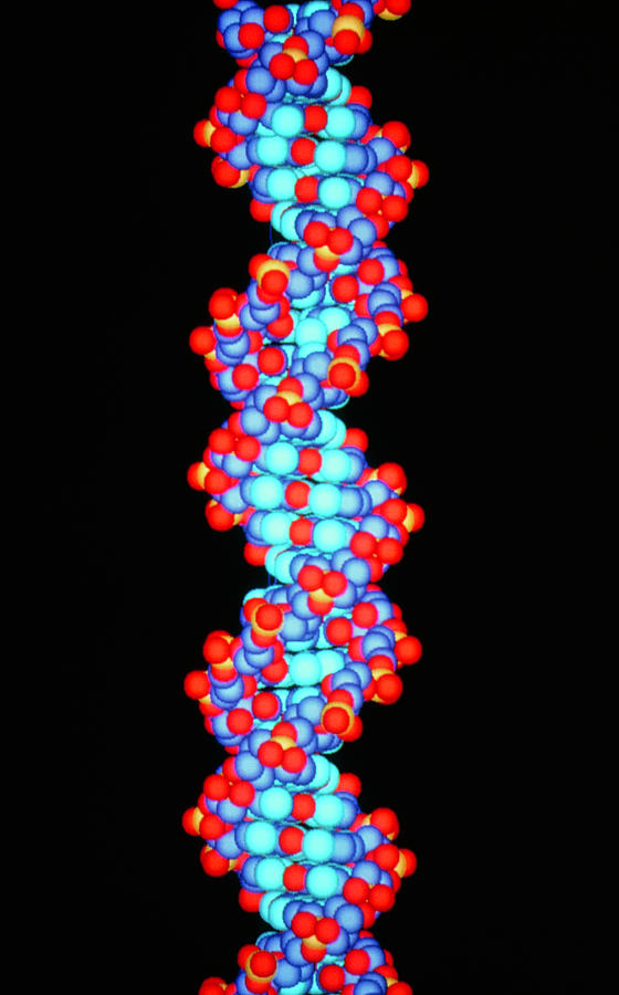 Computer Graphic Photograph - Computer Graphics Of A Section Of Dna by Peter Menzel/science Photo Library