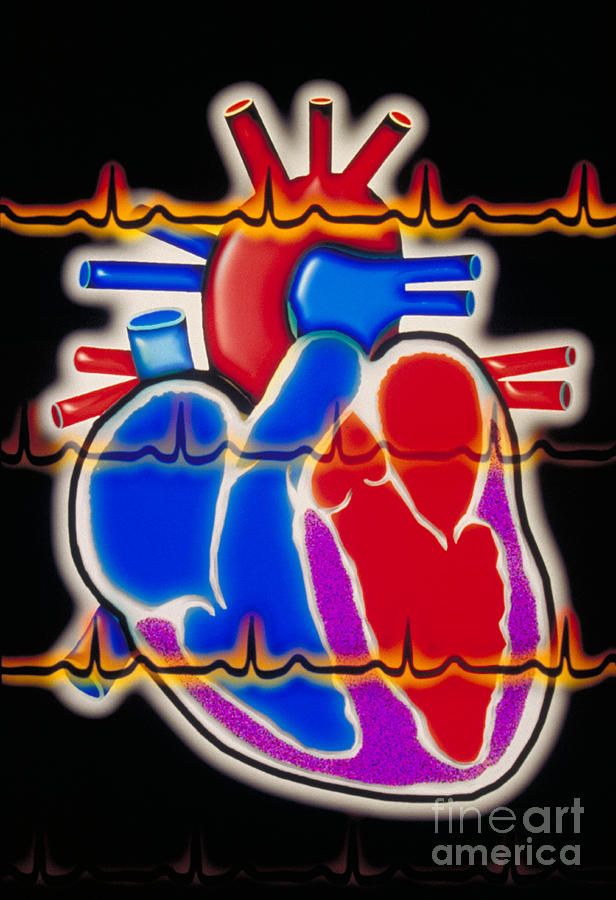 Computer Illustration Of A Human Heart Photograph by Scott Camazine