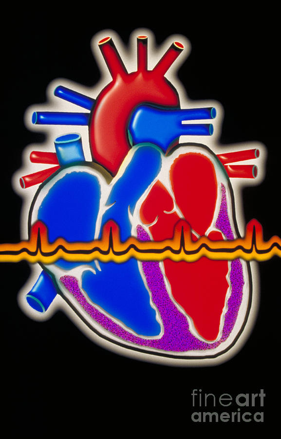 Computer Illustration Of The Human Heart Photograph by Scott Camazine & Sue Trainor