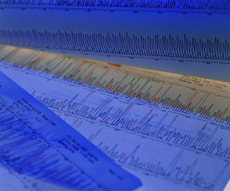 Computer Print-out Of A Dna Sequence Photograph by Chris Knapton/science Photo Library