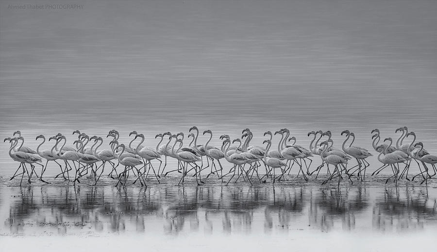 Wildlife Photograph - Comrades by Ahmed Thabet