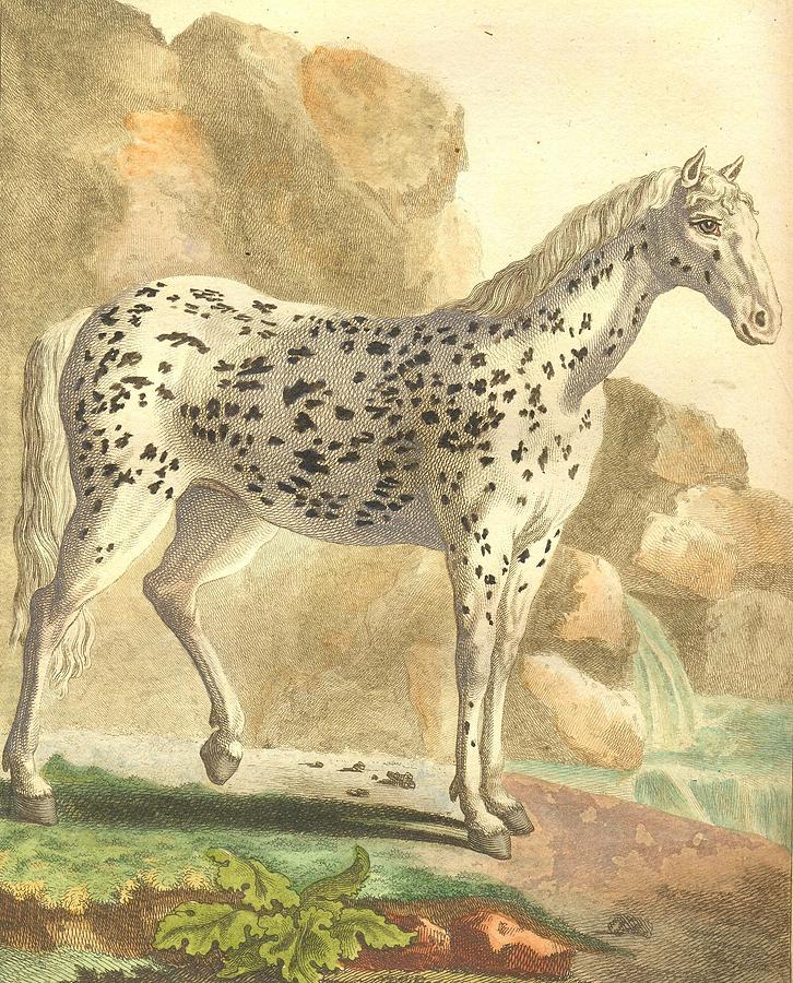 Horse Painting - Comte de Paris  by Georges-Louis Buffon