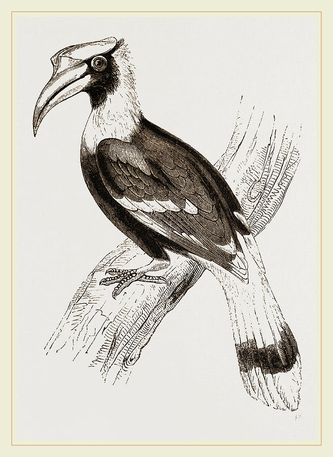 Nature Drawing - Concav Hornbill by Litz Collection