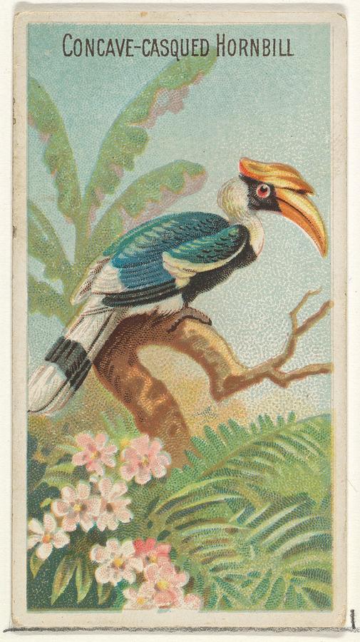 Harris Drawing - Concave-casqued Hornbill by Issued by Allen & Ginter