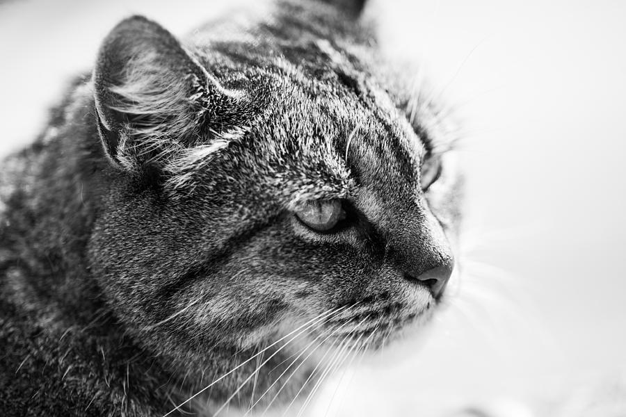 Unique Photograph - Concentrating Cat by Hakon Soreide