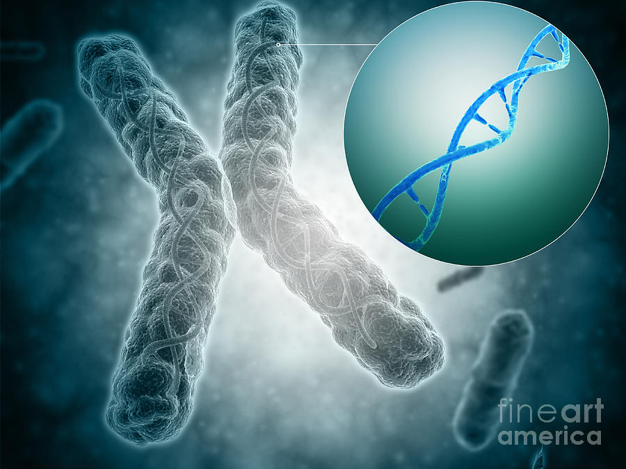 Molecular Biology Digital Art - Conceptual Image Of A Telomere Showing by Stocktrek Images