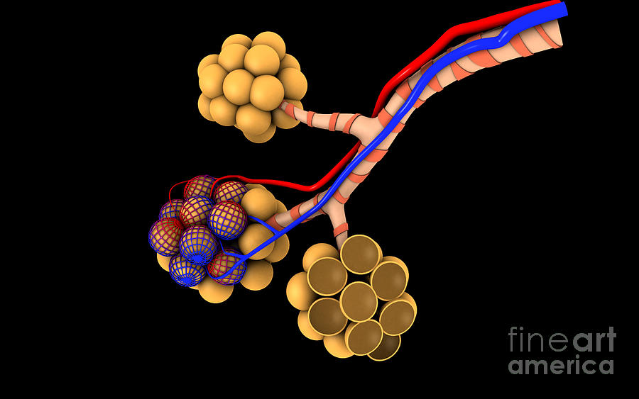 Conceptual Image Of Alveoli Digital Art by Stocktrek Images