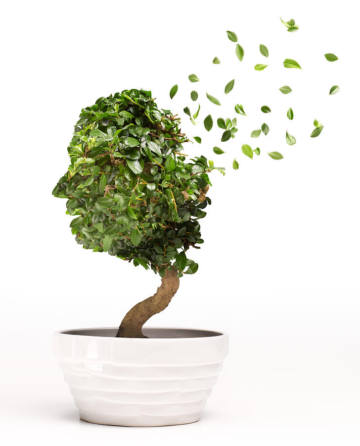 Conceptual image of Bonsai tree depicting Alzheime Photograph by Peter Dazeley