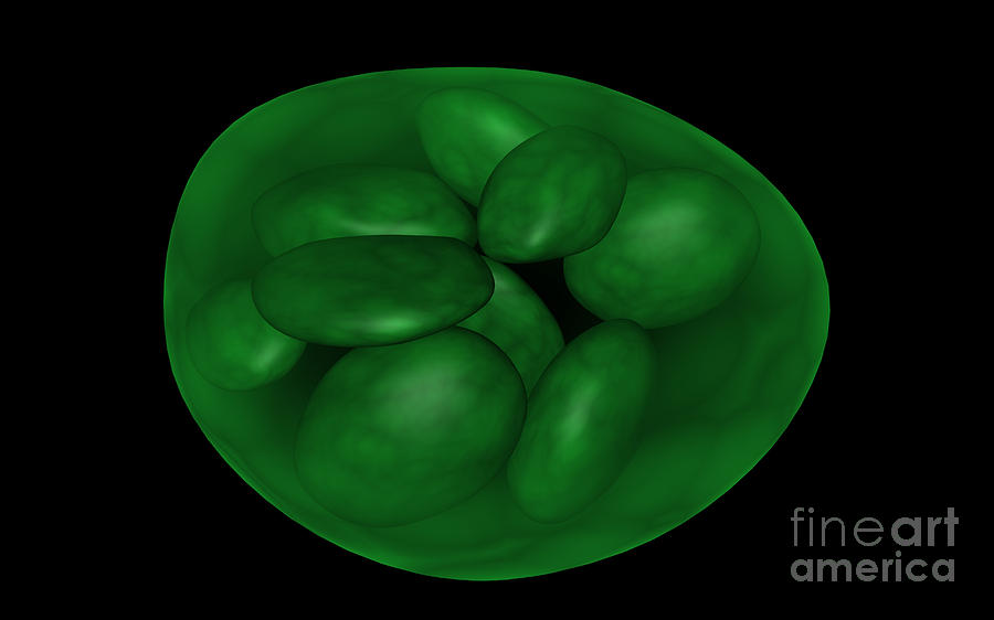Plant Cells Digital Art - Conceptual Image Of Chloroplast by Stocktrek Images