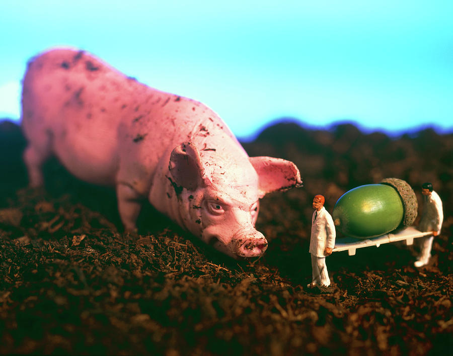 Pig Photograph - Conceptual Image Of Farmers Feeding A Giant Gm Pig by Mauro Fermariello/science Photo Library