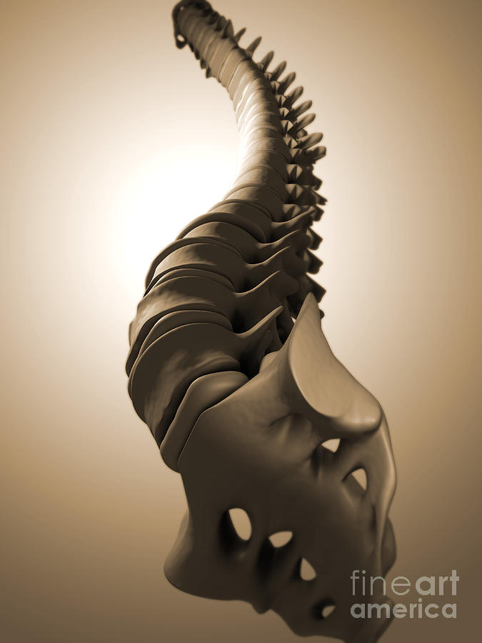 Conceptual Image Of Human Backbone Digital Art by Stocktrek Images