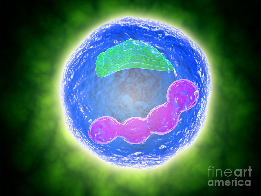Conceptual Image Of Human Cell Digital Art by Stocktrek Images