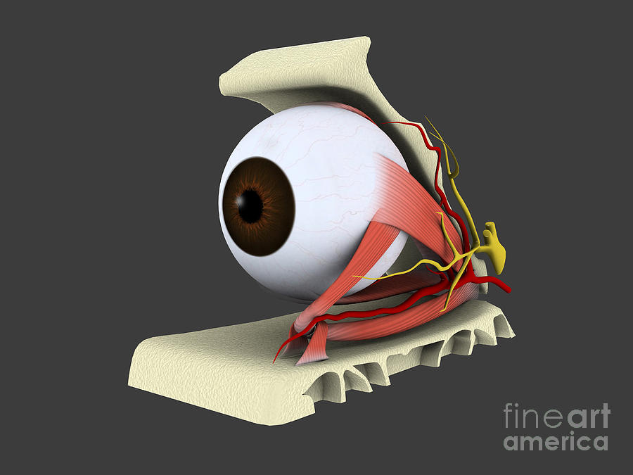 Conceptual Image Of Human Eye Anatomy Digital Art by Stocktrek Images