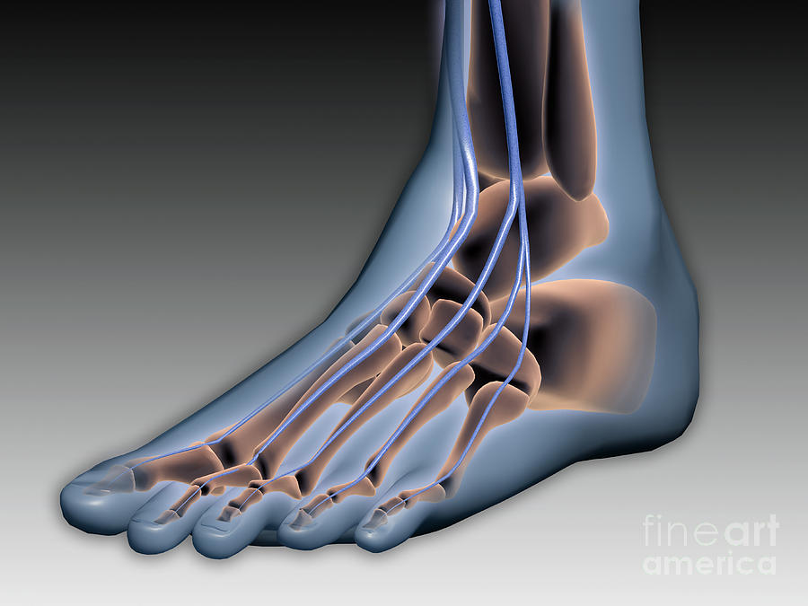 Skeleton Digital Art - Conceptual Image Of Human Foot by Stocktrek Images