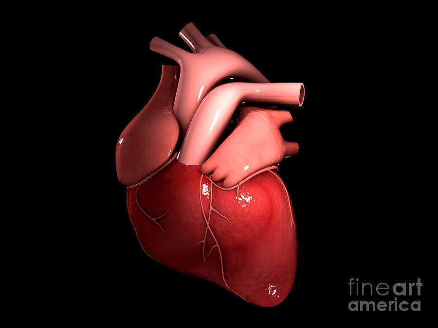 Conceptual Image Of Human Heart Digital Art by Stocktrek Images
