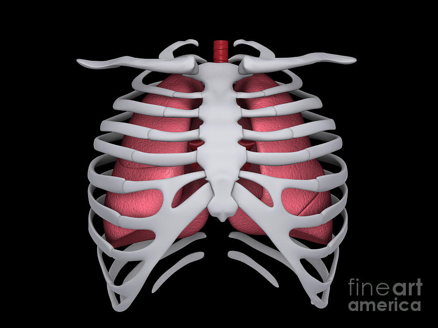 Conceptual Image Of Human Lungs And Rib Digital Art by Stocktrek Images