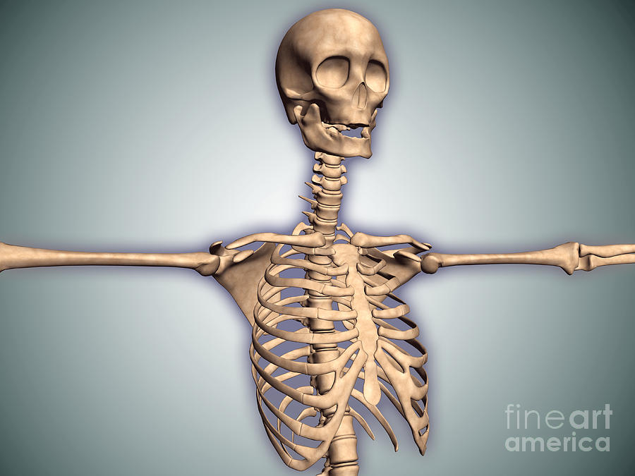 Skeleton Digital Art - Conceptual Image Of Human Rib Cage by Stocktrek Images