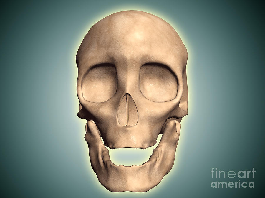 Skull Digital Art - Conceptual Image Of Human Skull, Front by Stocktrek Images
