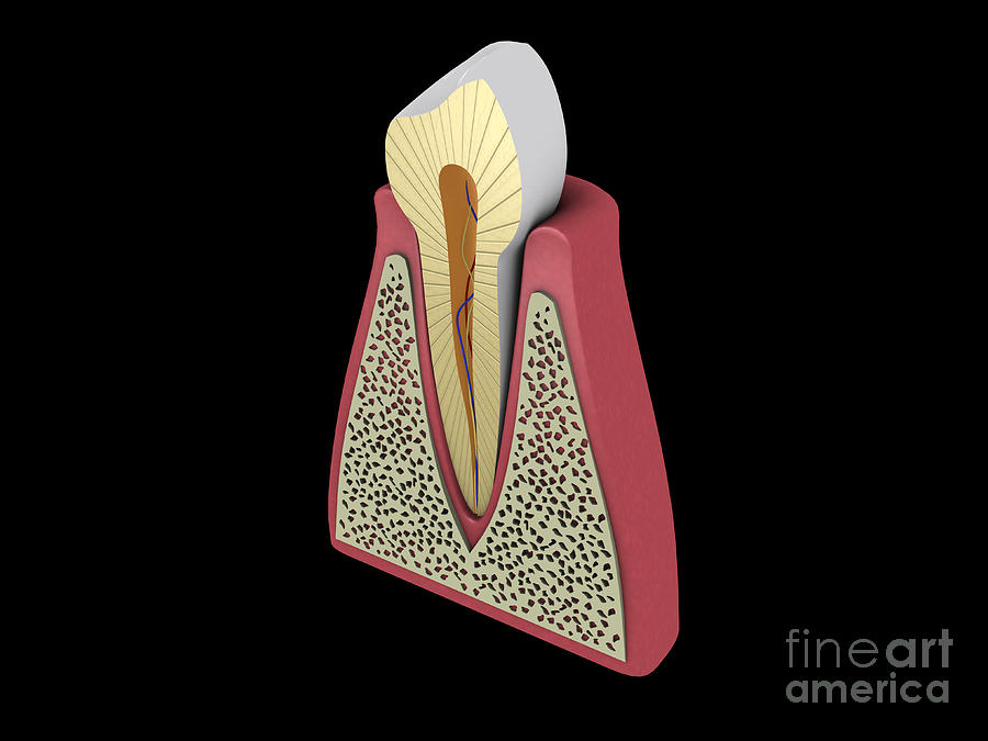 Conceptual Image Of Human Tooth Digital Art by Stocktrek Images