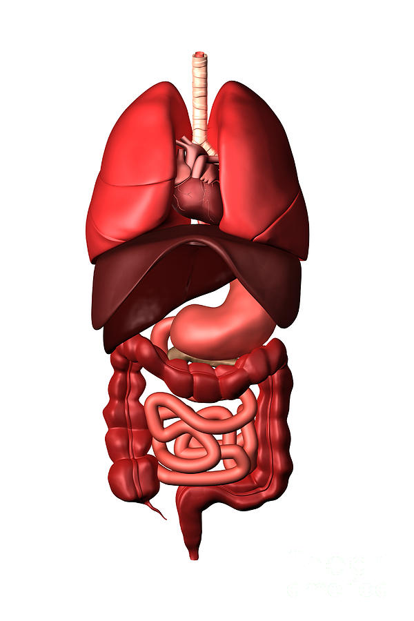 Vertical Digital Art - Conceptual Image Of Internal Organs by Stocktrek Images