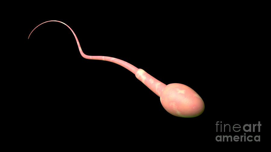 Conceptual Image Of Male Sperm Digital Art by Stocktrek Images