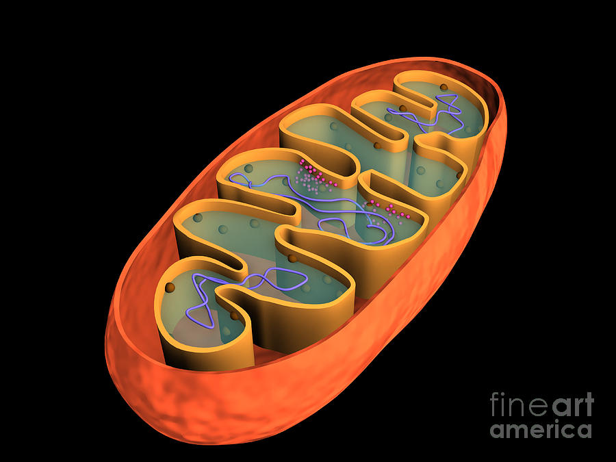 Conceptual Image Of Mitochondria Digital Art by Stocktrek Images