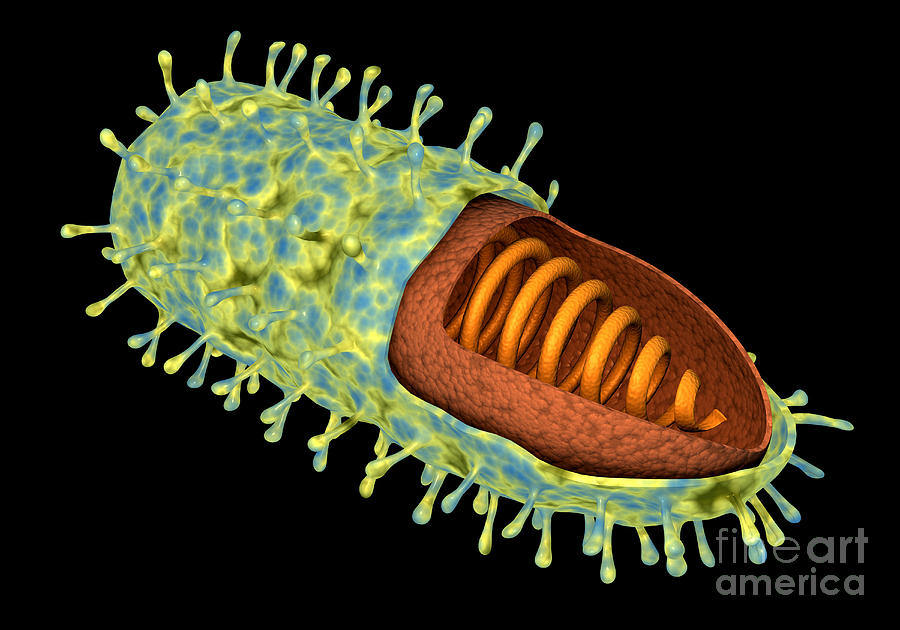 Conceptual Image Of Rabies Virus Digital Art by Stocktrek Images